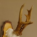 gerader 8 ender Rehbock Reh Gehörn Rehgeweih Rehgehörn Geweih Birkeschild