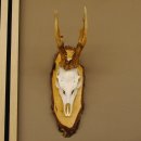 gerader 8 ender Rehbock Reh Gehörn Rehgeweih Rehgehörn Geweih Birkeschild