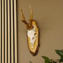 gerader 8 ender Rehbock Reh Gehörn Rehgeweih Rehgehörn Geweih Birkeschild