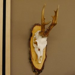 gerader 8 ender Rehbock Reh Gehörn Rehgeweih Rehgehörn Geweih Birkeschild