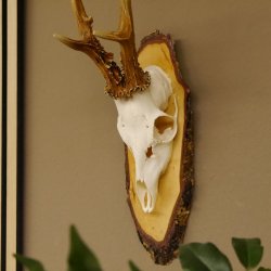 gerader 8 ender Rehbock Reh Gehörn Rehgeweih Rehgehörn Geweih Birkeschild