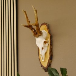 gerader 8 ender Rehbock Reh Gehörn Rehgeweih Rehgehörn Geweih Birkeschild