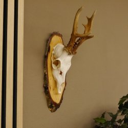 gerader 8 ender Rehbock Reh Gehörn Rehgeweih Rehgehörn Geweih Birkeschild