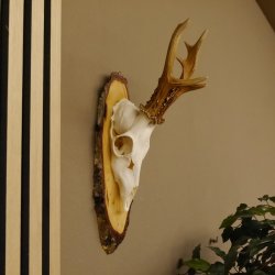 gerader 8 ender Rehbock Reh Gehörn Rehgeweih Rehgehörn Geweih Birkeschild