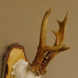 gerader 8 ender Rehbock Reh Gehörn Rehgeweih Rehgehörn Geweih Birkeschild