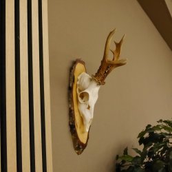 gerader 8 ender Rehbock Reh Gehörn Rehgeweih Rehgehörn Geweih Birkeschild