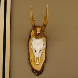 gerader 8 ender Rehbock Reh Gehörn Rehgeweih Rehgehörn Geweih Birkeschild