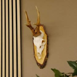 gerader 8 ender Rehbock Reh Gehörn Rehgeweih Rehgehörn Geweih Birkeschild