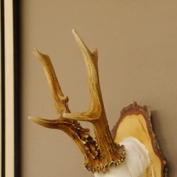 gerader 8 ender Rehbock Reh Gehörn Rehgeweih Rehgehörn Geweih Birkeschild