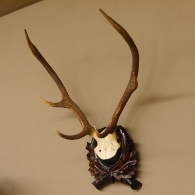 GTK Trophäenschild Eiche Dunkel - Hirschschild 45x24 Cm Für Jagdtrophäen