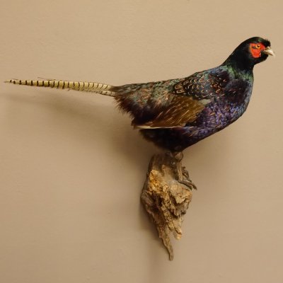 Jagdfasan männlich blaue Morphe Ganzpräparat Fasan Vogel Präparat Trophäe mit Herkunftsnachweis