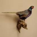 Jagdfasan männlich blaue Morphe Ganzpräparat Fasan Vogel Präparat Trophäe mit Herkunftsnachweis