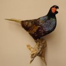 Jagdfasan männlich blaue Morphe Ganzpräparat Fasan Vogel Präparat Trophäe mit Herkunftsnachweis