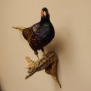 Jagdfasan männlich blaue Morphe Ganzpräparat Fasan Vogel Präparat Trophäe mit Herkunftsnachweis