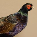 Jagdfasan männlich blaue Morphe Ganzpräparat Fasan Vogel Präparat Trophäe mit Herkunftsnachweis