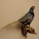 Jagdfasan männlich blaue Morphe Ganzpräparat Fasan Vogel Präparat Trophäe mit Herkunftsnachweis