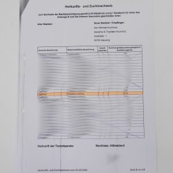 Jagdfasan männlich blaue Morphe Ganzpräparat Fasan Vogel Präparat Trophäe mit Herkunftsnachweis