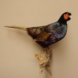 Jagdfasan männlich blaue Morphe Ganzpräparat Fasan Vogel Präparat Trophäe mit Herkunftsnachweis