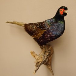 Jagdfasan männlich blaue Morphe Ganzpräparat Fasan Vogel Präparat Trophäe mit Herkunftsnachweis