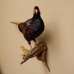 Jagdfasan männlich blaue Morphe Ganzpräparat Fasan Vogel Präparat Trophäe mit Herkunftsnachweis