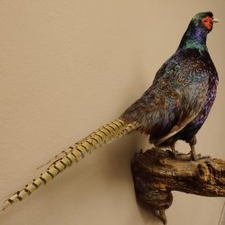 Jagdfasan männlich blaue Morphe Ganzpräparat Fasan Vogel Präparat Trophäe mit Herkunftsnachweis
