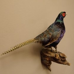 Jagdfasan männlich blaue Morphe Ganzpräparat Fasan Vogel Präparat Trophäe mit Herkunftsnachweis