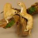2 Stück Mauswiesel Präparat Höhe 21 cm Maus Wiesel Tierpräparat taxidermy Deko