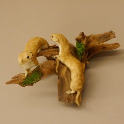 2 Stück Mauswiesel Präparat Höhe 21 cm Maus Wiesel Tierpräparat taxidermy Deko