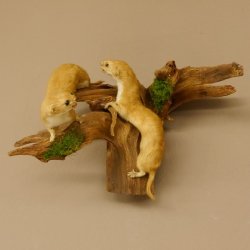 2 Stück Mauswiesel Präparat Höhe 21 cm Maus Wiesel Tierpräparat taxidermy Deko
