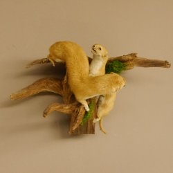 2 Stück Mauswiesel Präparat Höhe 21 cm Maus Wiesel Tierpräparat taxidermy Deko