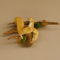 2 Stück Mauswiesel Präparat Höhe 21 cm Maus Wiesel Tierpräparat taxidermy Deko