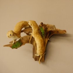 2 Stück Mauswiesel Präparat Höhe 21 cm Maus Wiesel Tierpräparat taxidermy Deko