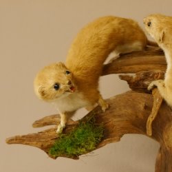 2 Stück Mauswiesel Präparat Höhe 21 cm Maus Wiesel Tierpräparat taxidermy Deko