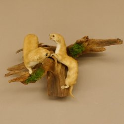 2 Stück Mauswiesel Präparat Höhe 21 cm Maus Wiesel Tierpräparat taxidermy Deko