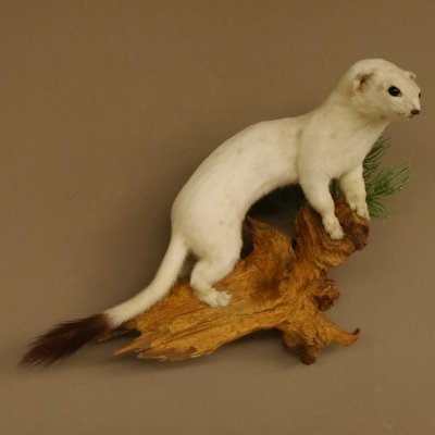 Hermelin Winterfell weiss Wiesel Präparat Tierpräparat auf Wurzel Deko 89.1.43