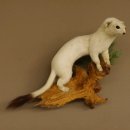 Hermelin Winterfell weiss Wiesel Präparat Tierpräparat auf Wurzel Deko 89.1.43