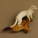 Hermelin Winterfell weiss Wiesel Präparat Tierpräparat auf Wurzel Deko 89.1.43