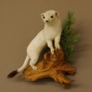Hermelin Winterfell weiss Wiesel Präparat Tierpräparat auf Wurzel Deko 89.1.43