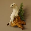 Hermelin Winterfell weiss Wiesel Präparat Tierpräparat auf Wurzel Deko 89.1.43