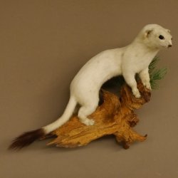 Hermelin Winterfell weiss Wiesel Präparat Tierpräparat auf Wurzel Deko 89.1.43