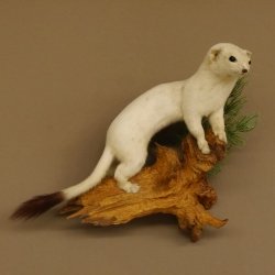 Hermelin Winterfell weiss Wiesel Präparat Tierpräparat auf Wurzel Deko 89.1.43