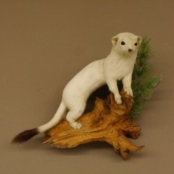 Hermelin Winterfell weiss Wiesel Präparat Tierpräparat auf Wurzel Deko 89.1.43