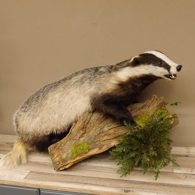 Badger taxidermy with open muzzle Height 38 cm Predator on a wooden trunk