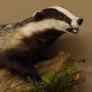Badger taxidermy with open muzzle Height 38 cm Predator on a wooden trunk