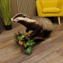 Badger taxidermy with open muzzle Height 38 cm Predator on a wooden trunk
