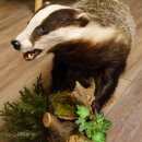 Badger taxidermy with open muzzle Height 38 cm Predator on a wooden trunk