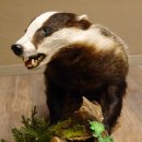Badger taxidermy with open muzzle Height 38 cm Predator on a wooden trunk