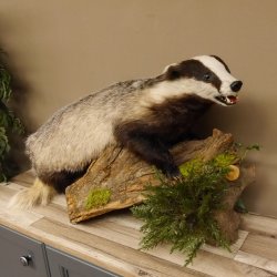 Badger taxidermy with open muzzle Height 38 cm Predator on a wooden trunk