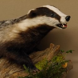 Badger taxidermy with open muzzle Height 38 cm Predator on a wooden trunk