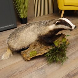 Badger taxidermy with open muzzle Height 38 cm Predator on a wooden trunk